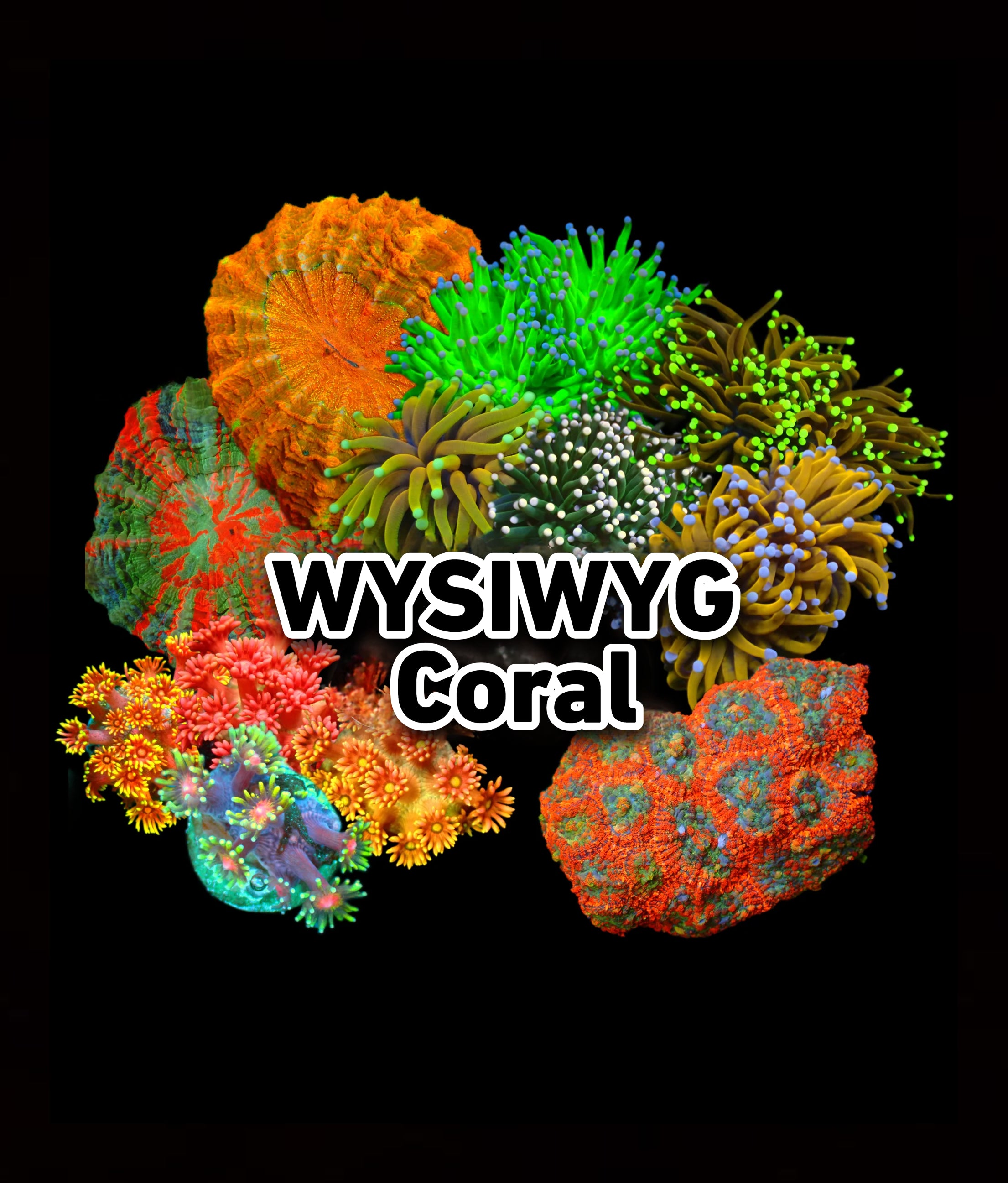 WYSIWYG CORALS – Reef Paradise