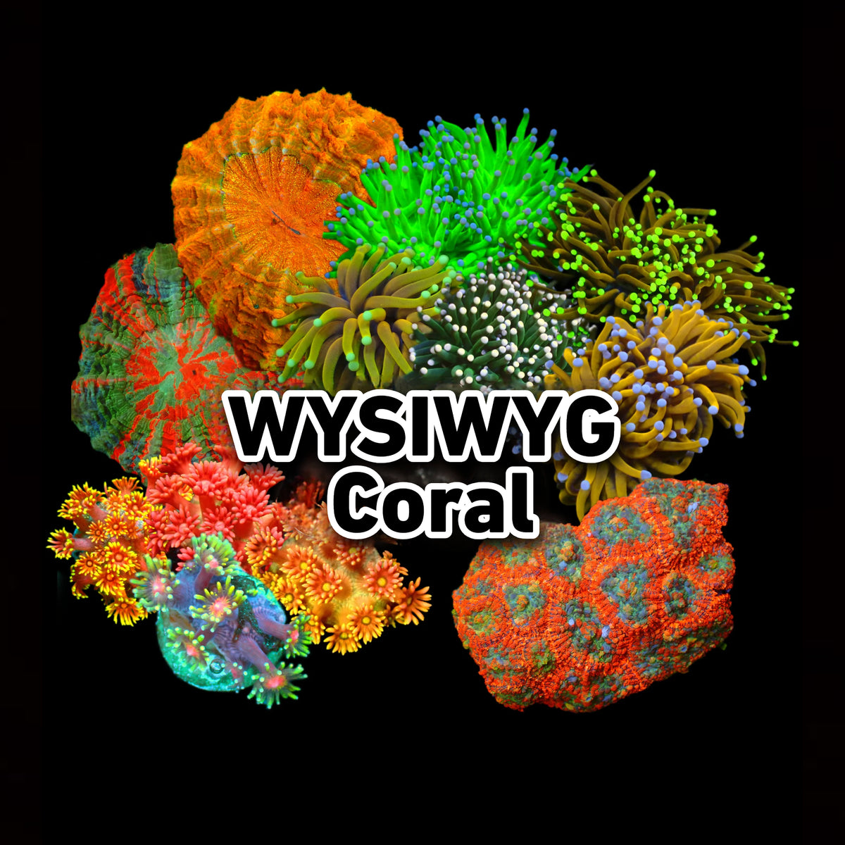 WYSIWYG CORALS – Page 4 – Reef Paradise