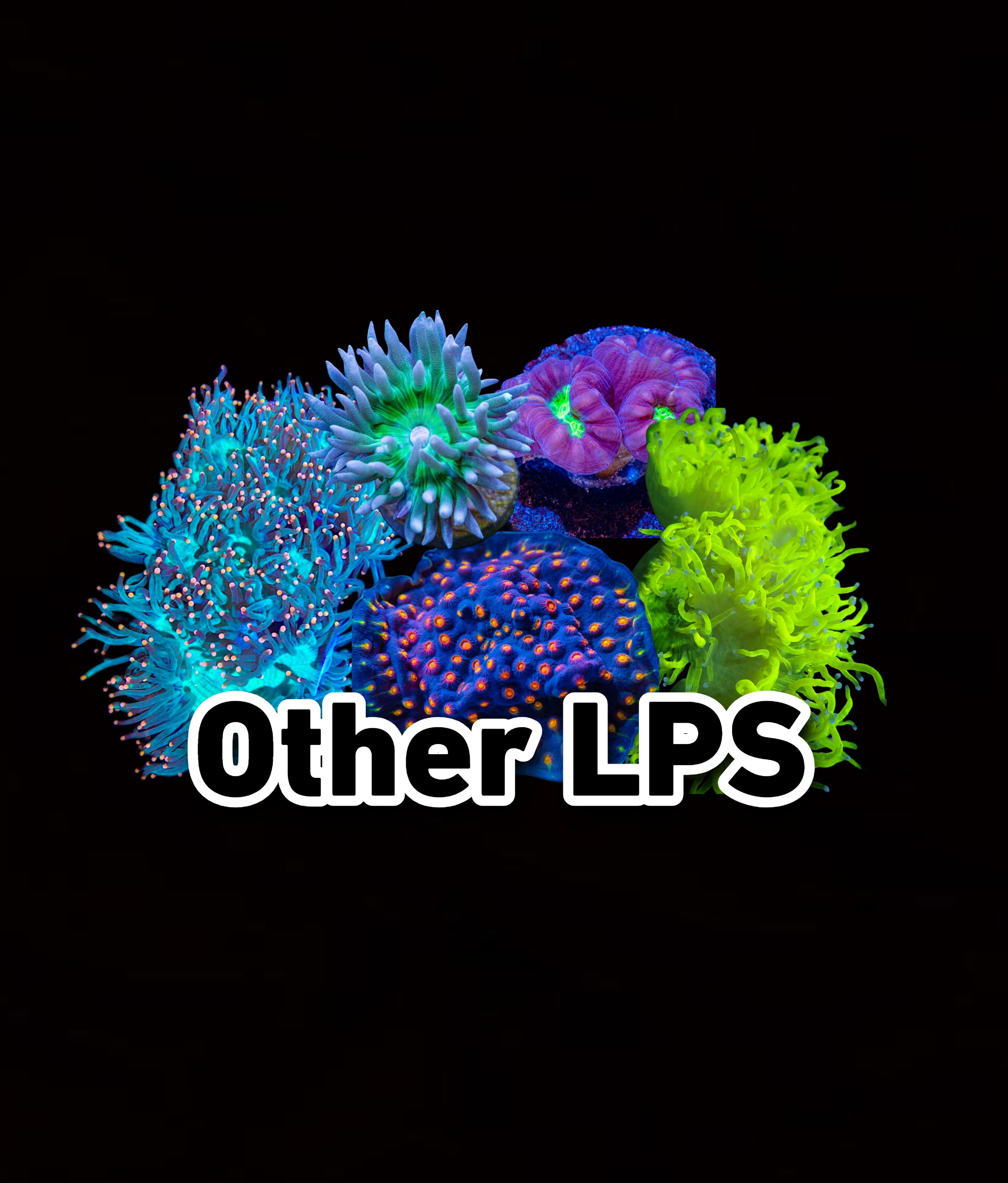 Other LPS – Reef Paradise