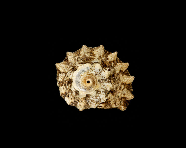 Crowned Turbo Snail