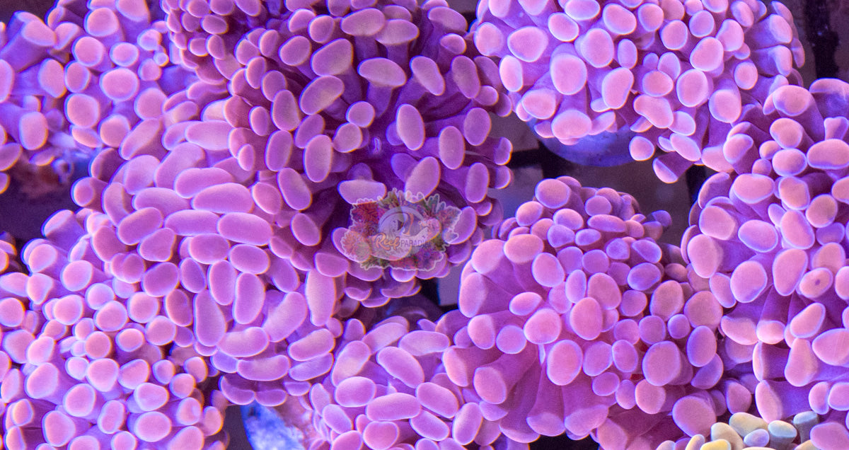 Ultra PINK Branching Hammer