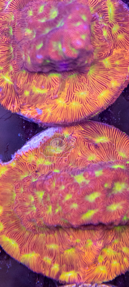 Jack o Lantern Lepto Mini Colony