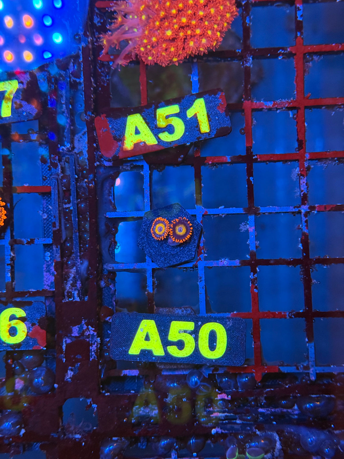 WYSIWYG A50 Fruitloops Zoa