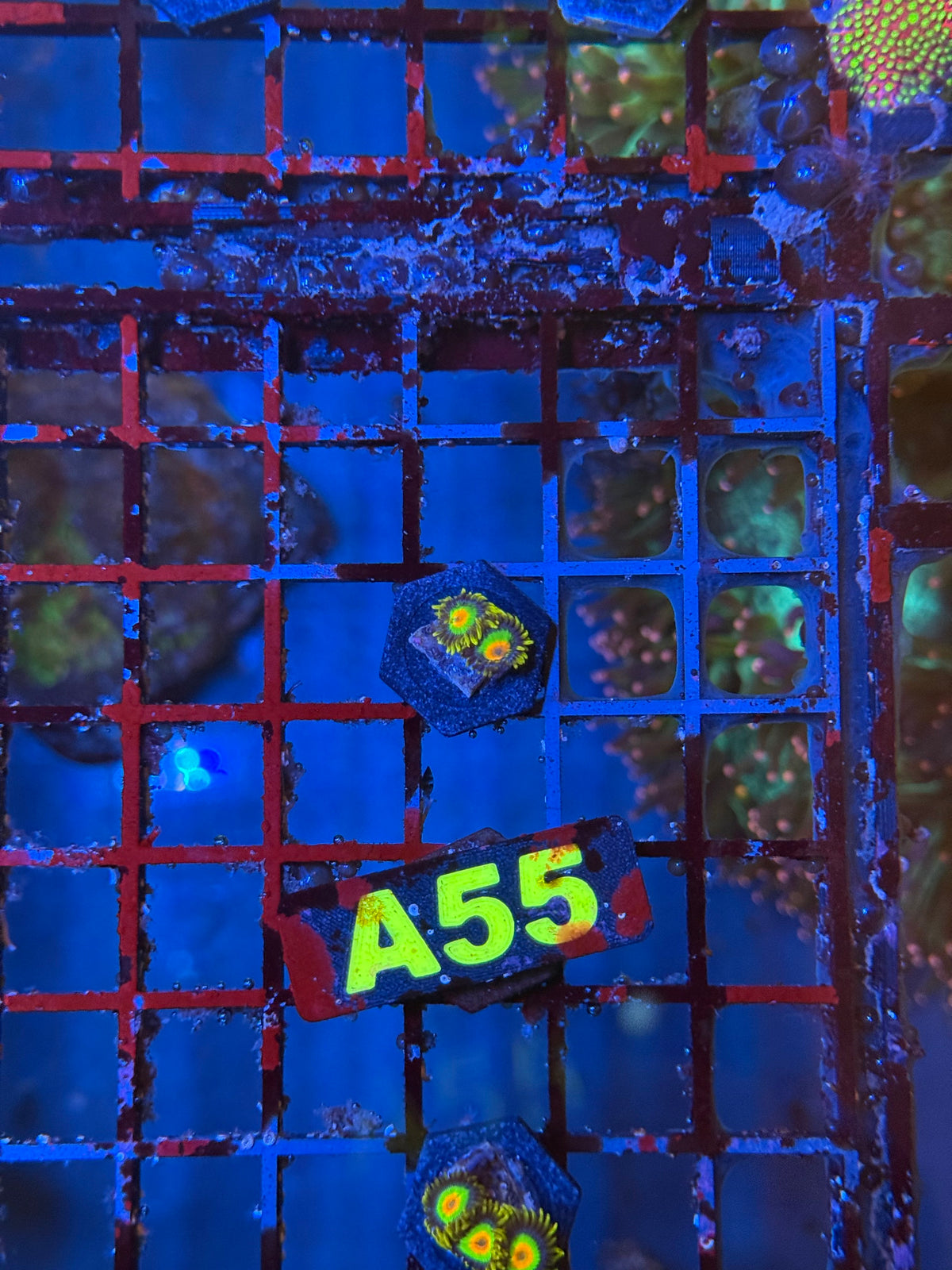 WYSIWYG A55 Rasta Zoa