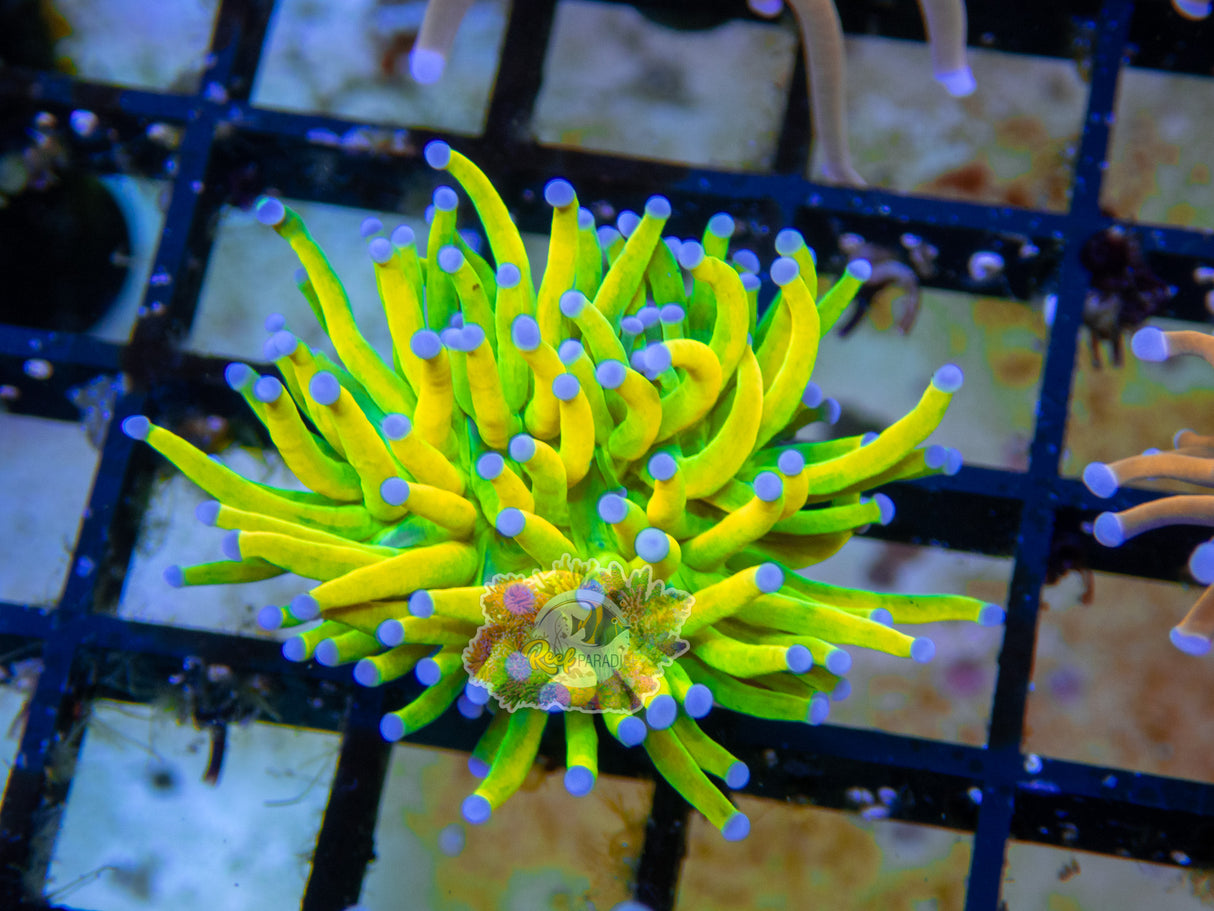 Banana Grail Torch *super rare*