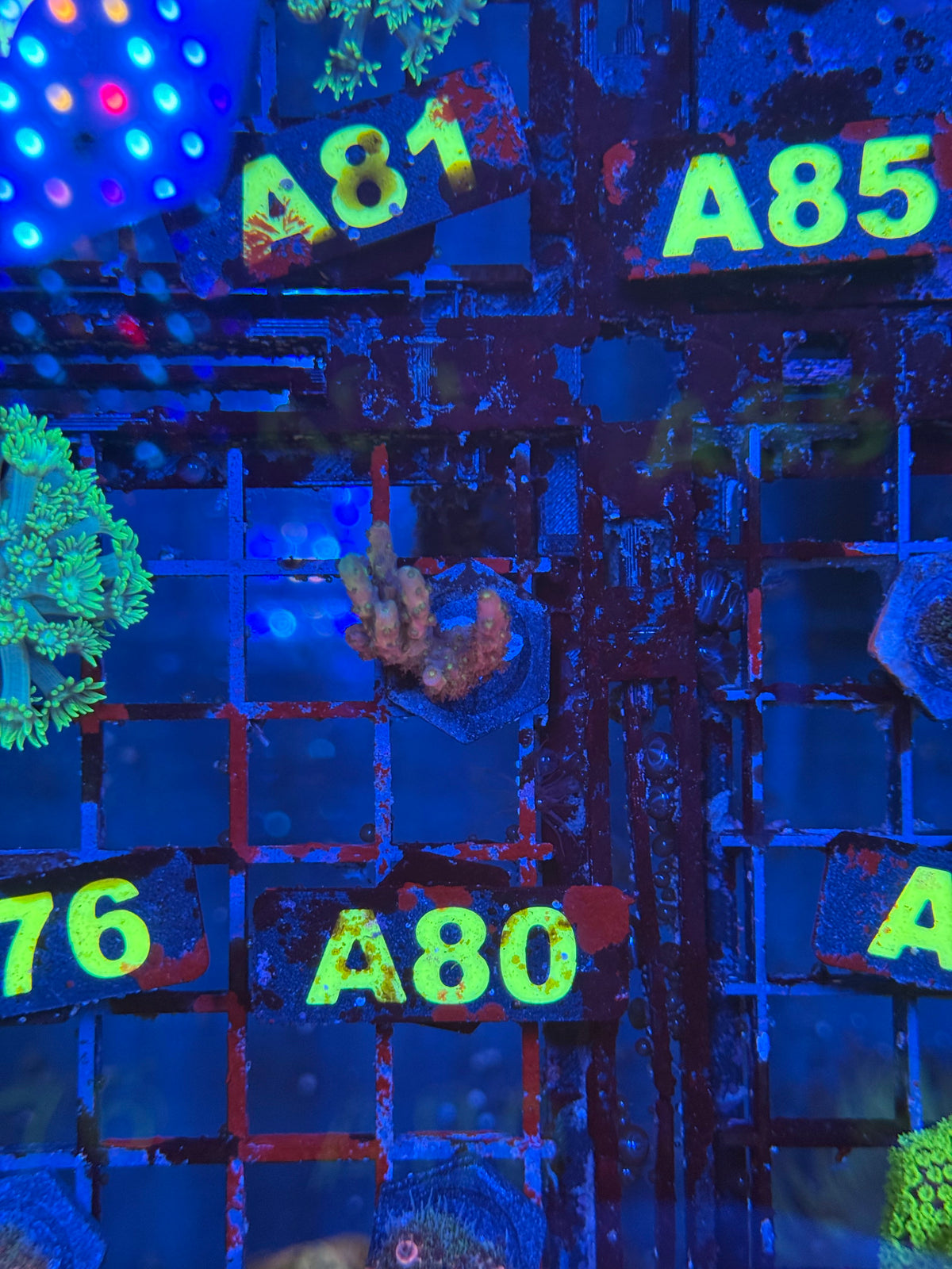 WYSIWYG A80 Acro