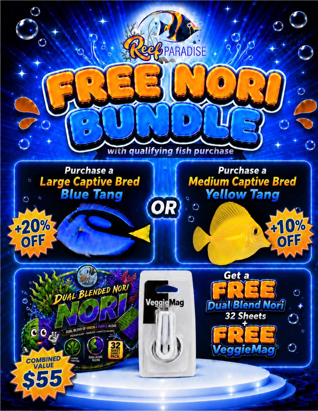 Blue tang captive bred Large