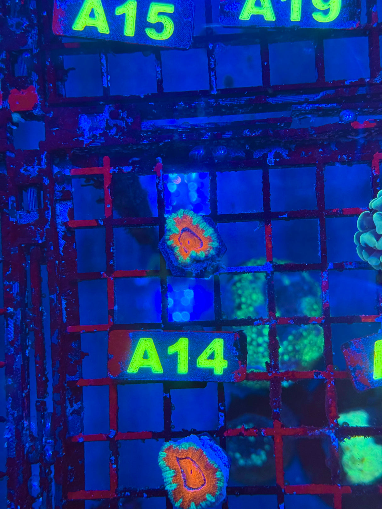WYSIWYG A14 Ultra Acan