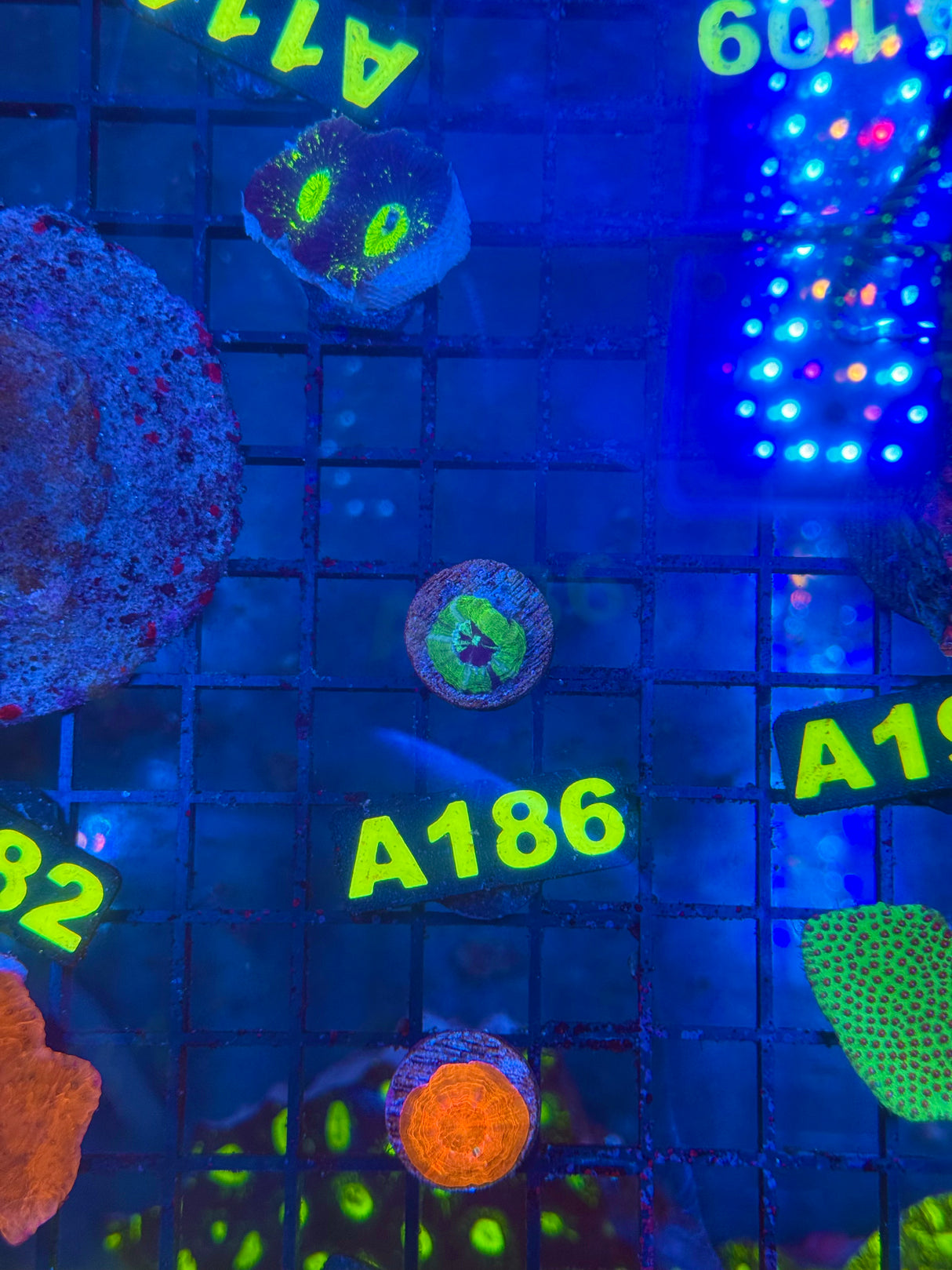 WYSIWYG A186 Captive Spawn Ufo Scoly