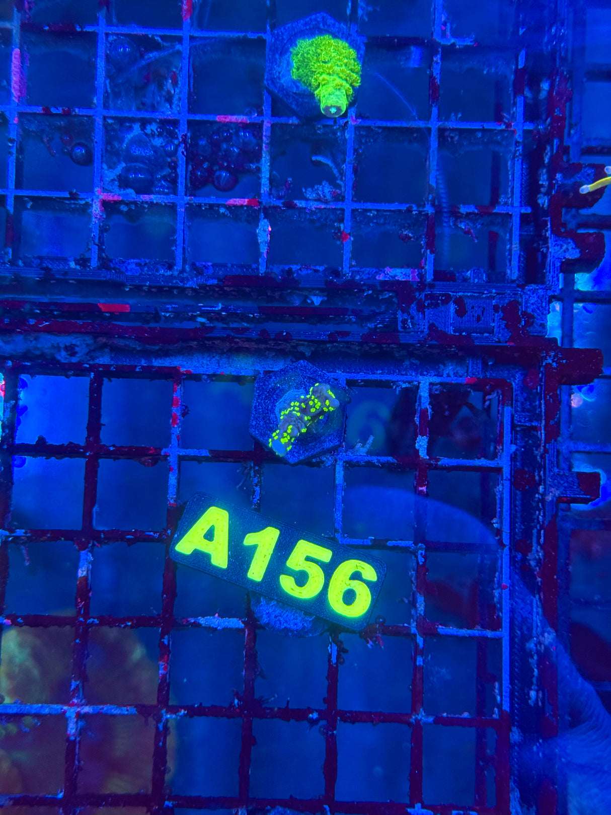WYSIWYG A156 Star Wars Montipora