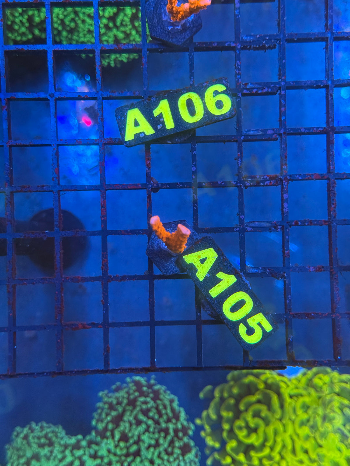 WYSIWYG A105 Manilla Spy Montipora
