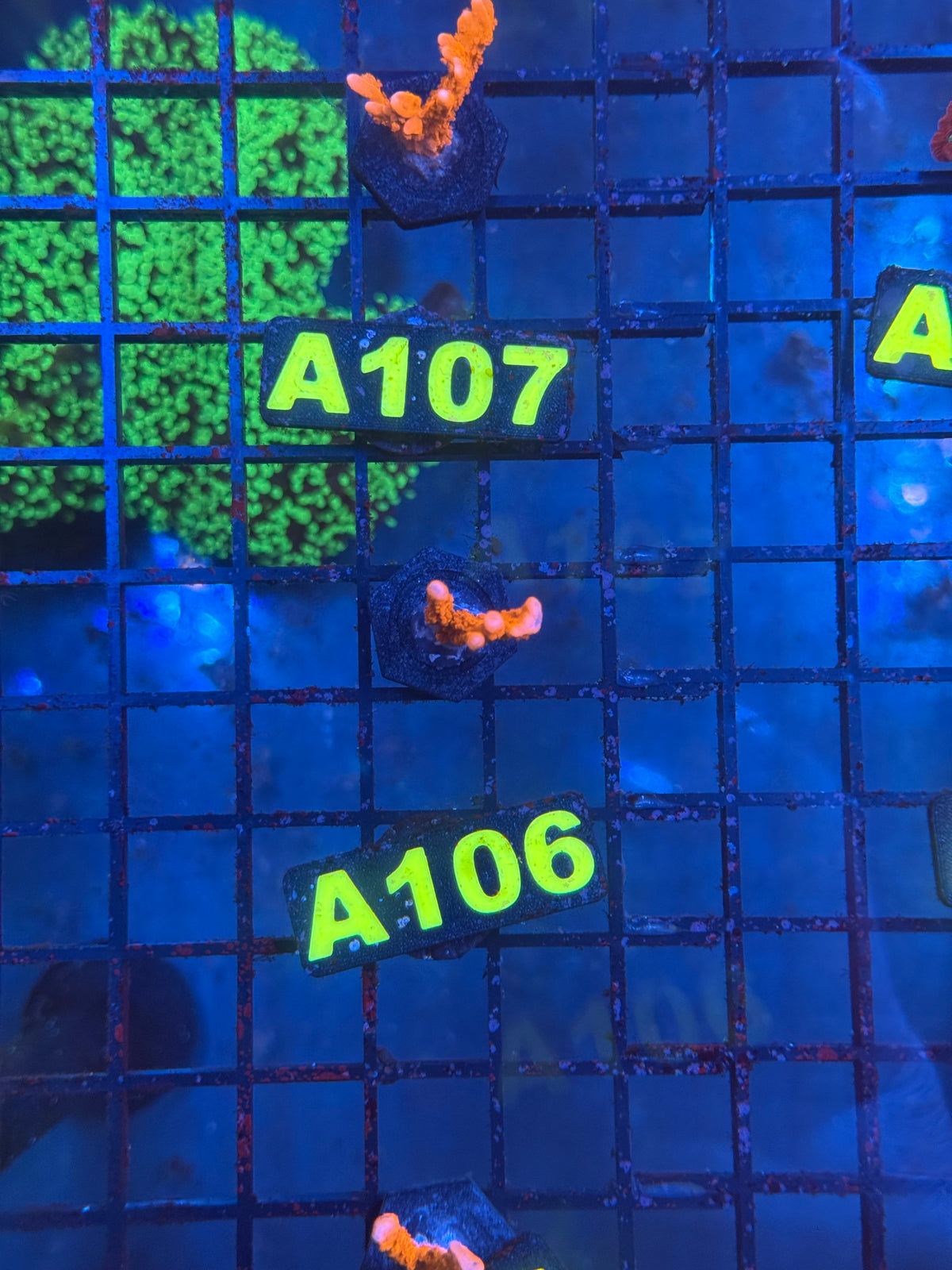 WYSIWYG A106 Manilla Spy Montipora
