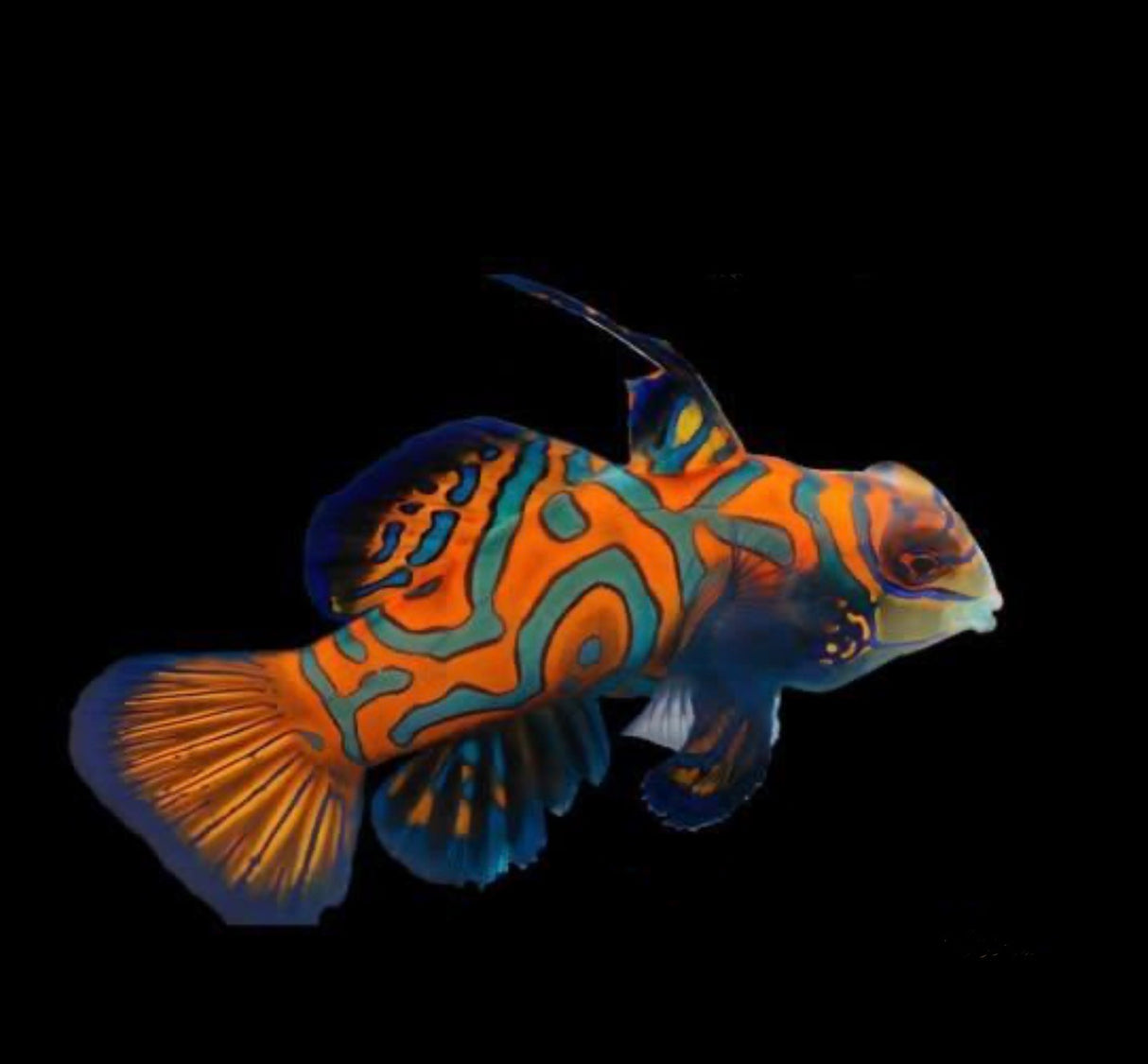 Captive Bred Mandarin Goby *EATS FROZEN FOODS & OUR CHROMA BOOST PELLETS*