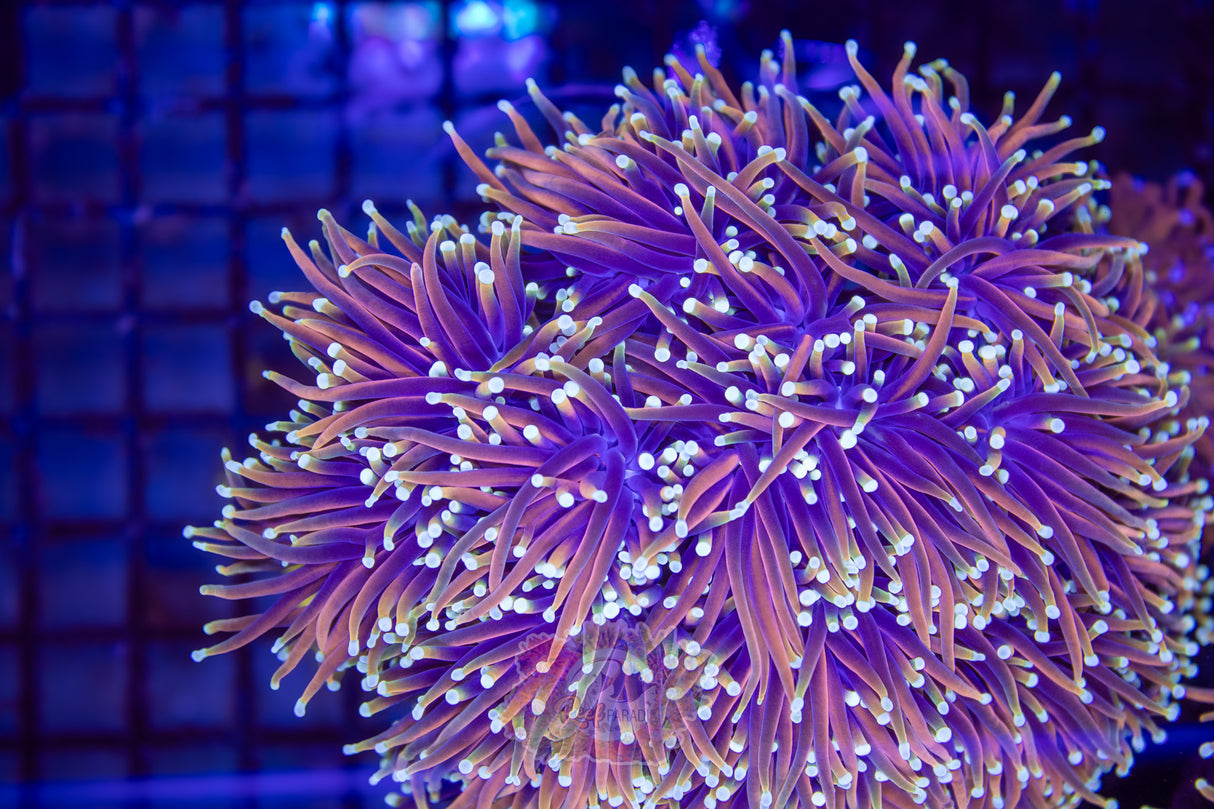 TRUE ULTRA DRAGON SOUL TORCH (CULTURED 3+ YEARS)