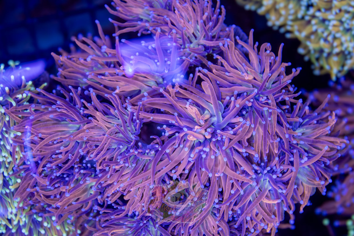 MASTER GOLDEN RAMEN TORCH (CULTURED 3+ YEARS)