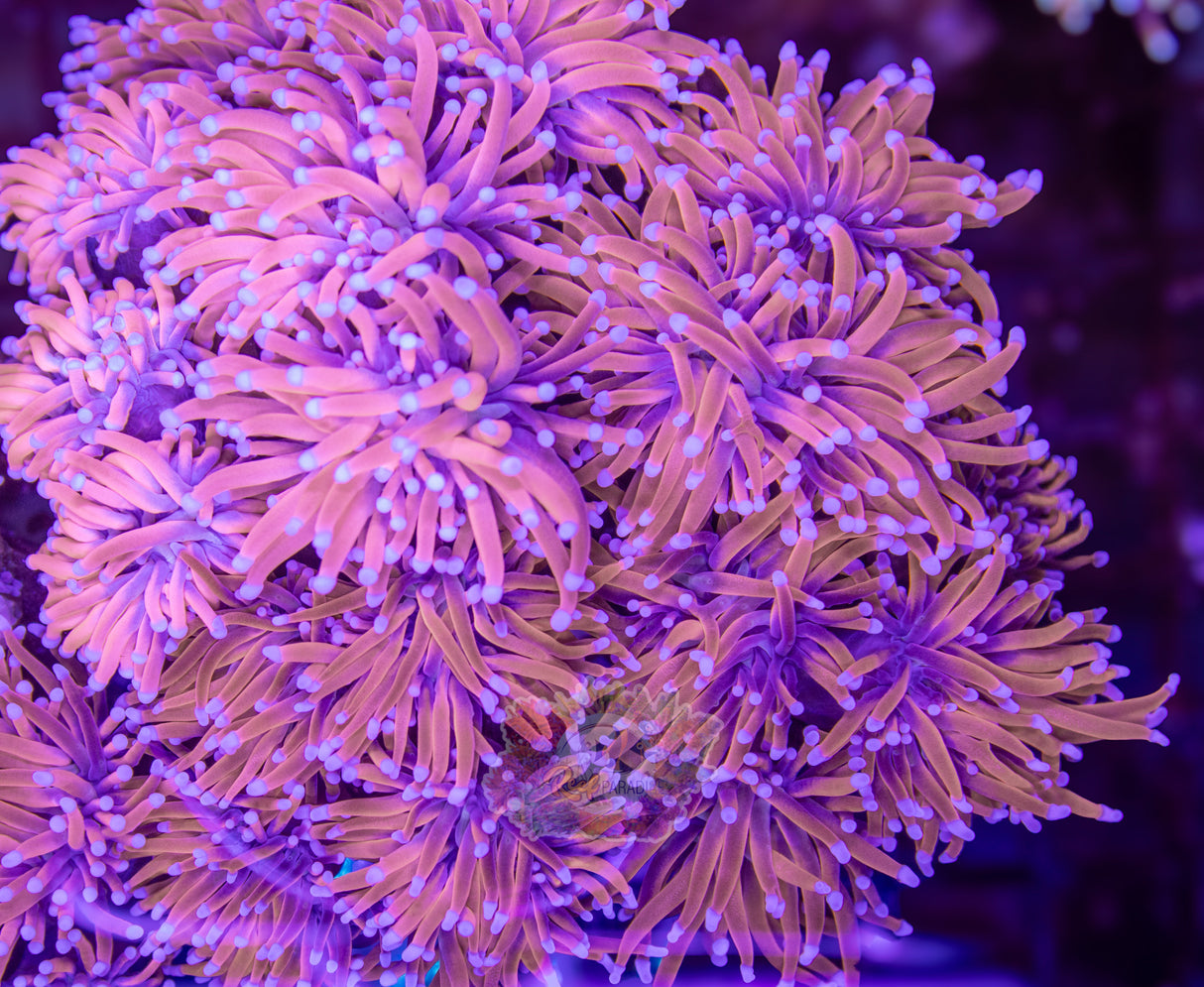 TRUE 24K TORCH (CULTURED 4+ YEARS)