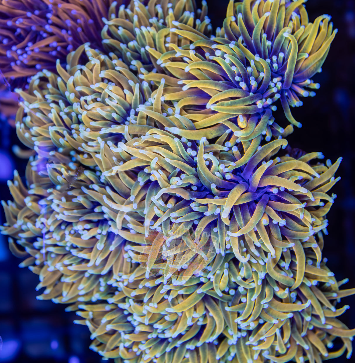 TRUE HELLFIRE TORCH (CULTURED 3+ YEARS)