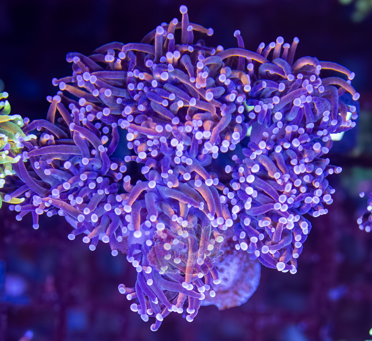 NY KNICKS TORCH (CULTURED 3+ YEARS)