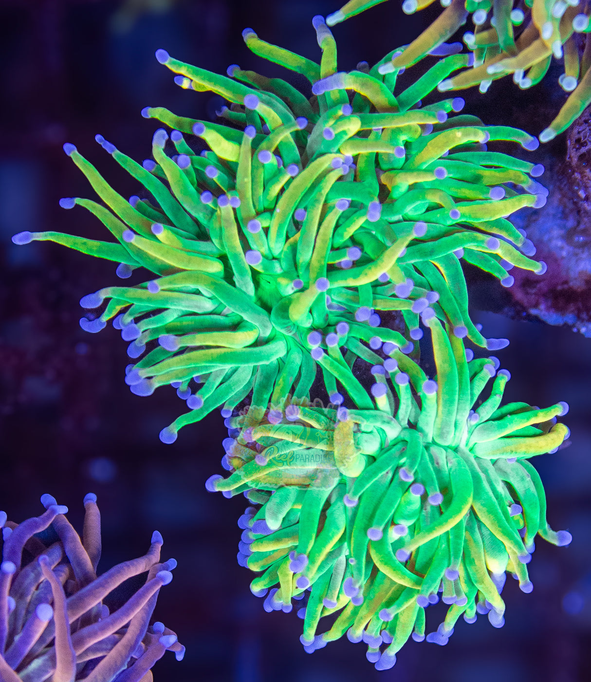 TRUE CAPTIVE HOLY GRAIL (CULTURED 10+ YEARS)