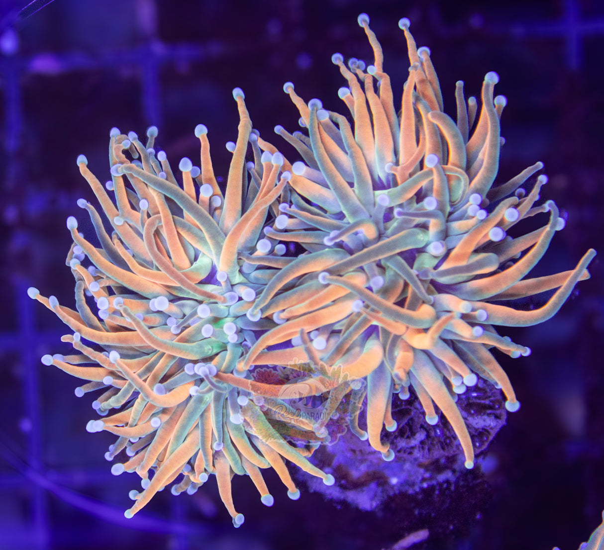 MASTER GRADE REVERSE HOLY GRAIL TORCH (CULTURED 3+ YEARS) INSANE COLOUR