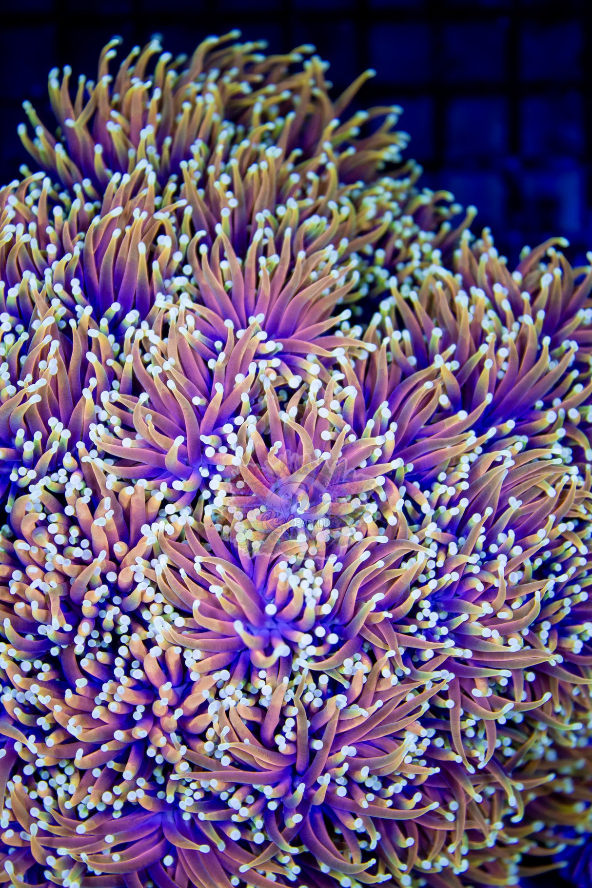 MASTER GRADE DRAGON SOUL TORCH (CULTURED 3+ YEARS) TORCH OF THE MONTH!