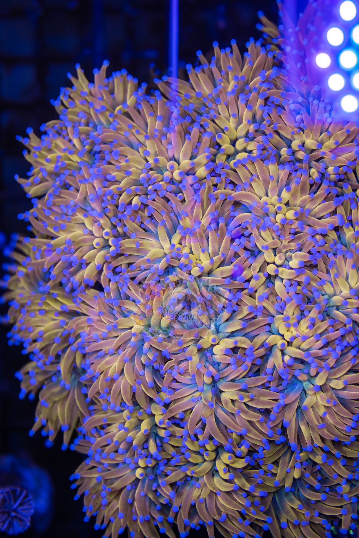 MASTER GRADE RAPUNZEL TORCH (CULTURED 3+ YEARS)  INSANE COLOUR