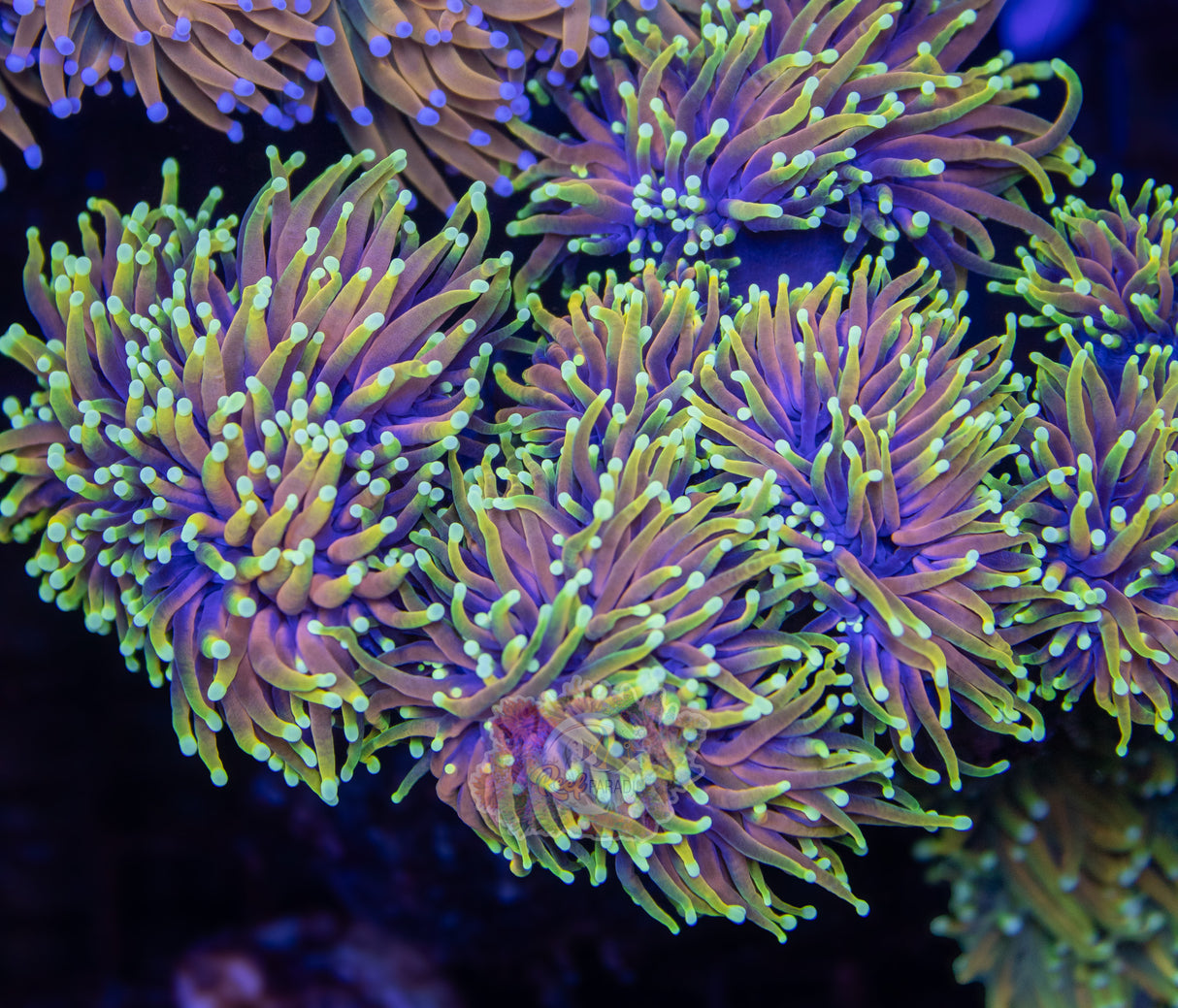 HULK TORCH (CULTURED 3+ YEARS)