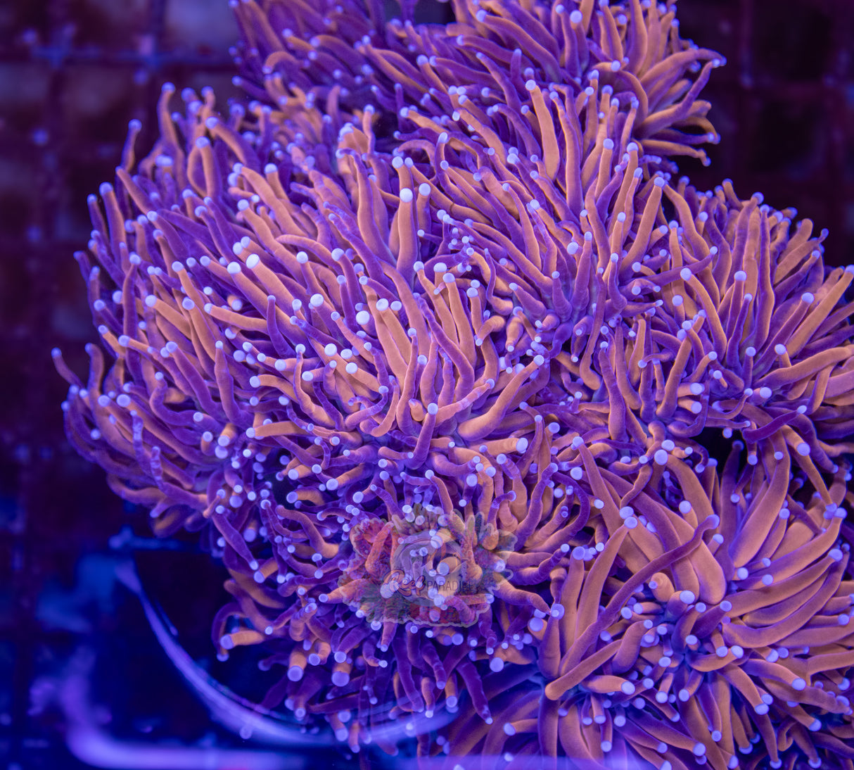 PREMIUM GOLD STREAK TORCH (CULTURED 3+ YEARS)