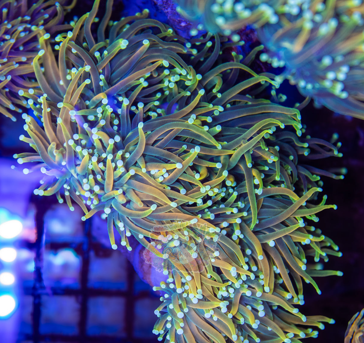 MASTER TORCH (CULTURED 3+ YEARS)