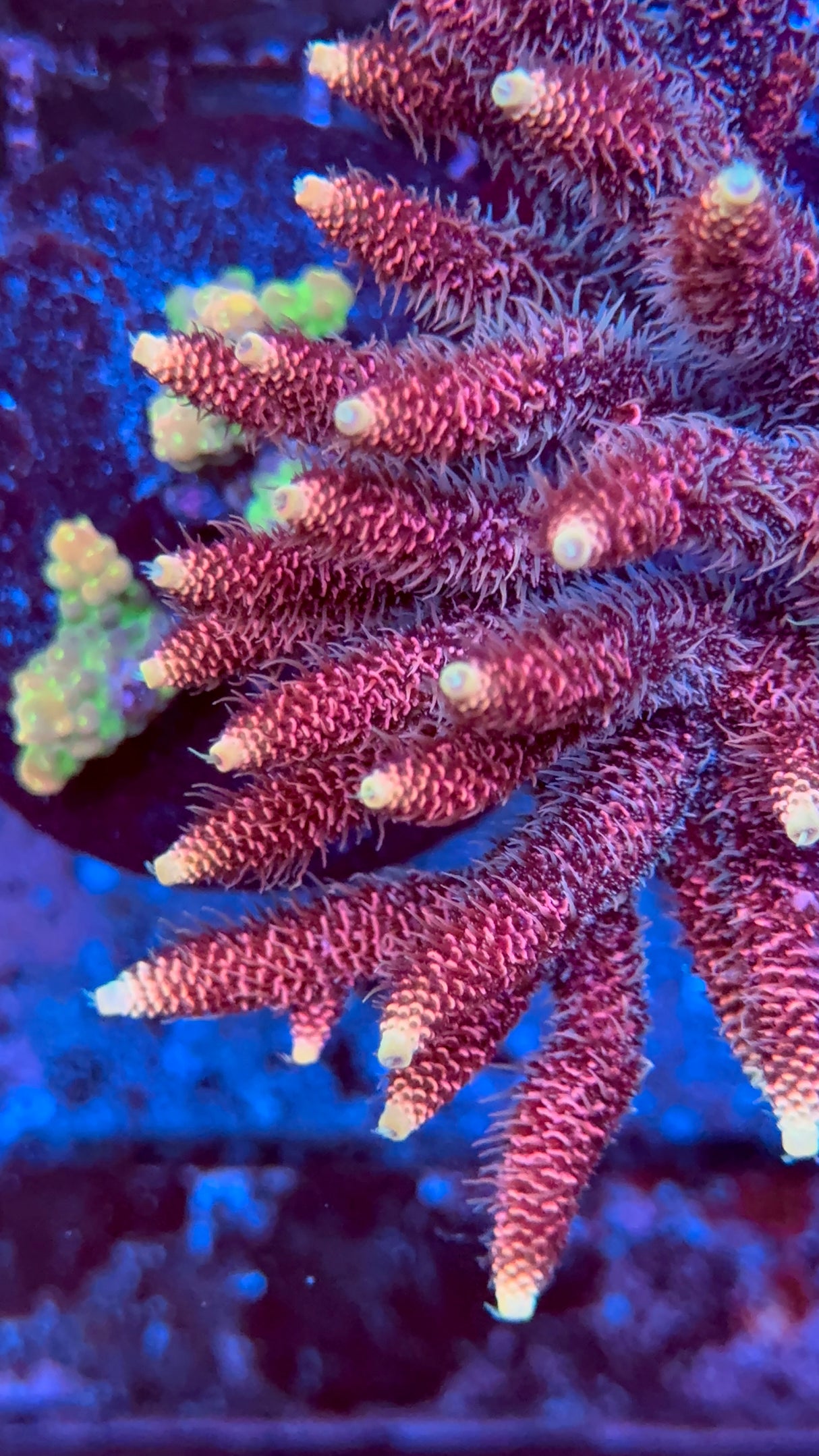 RP Golden Kiss Acropora Frag
