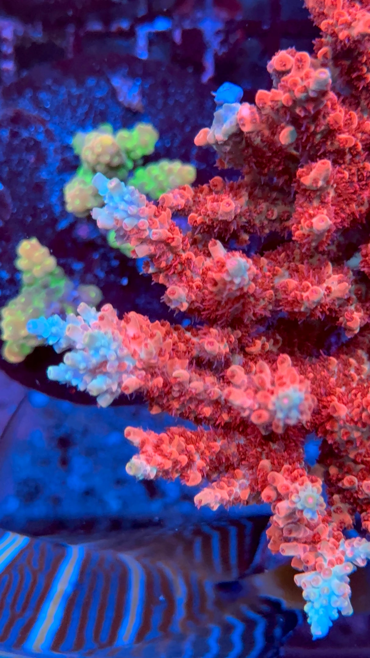 CB Maleficent Acropora Frag