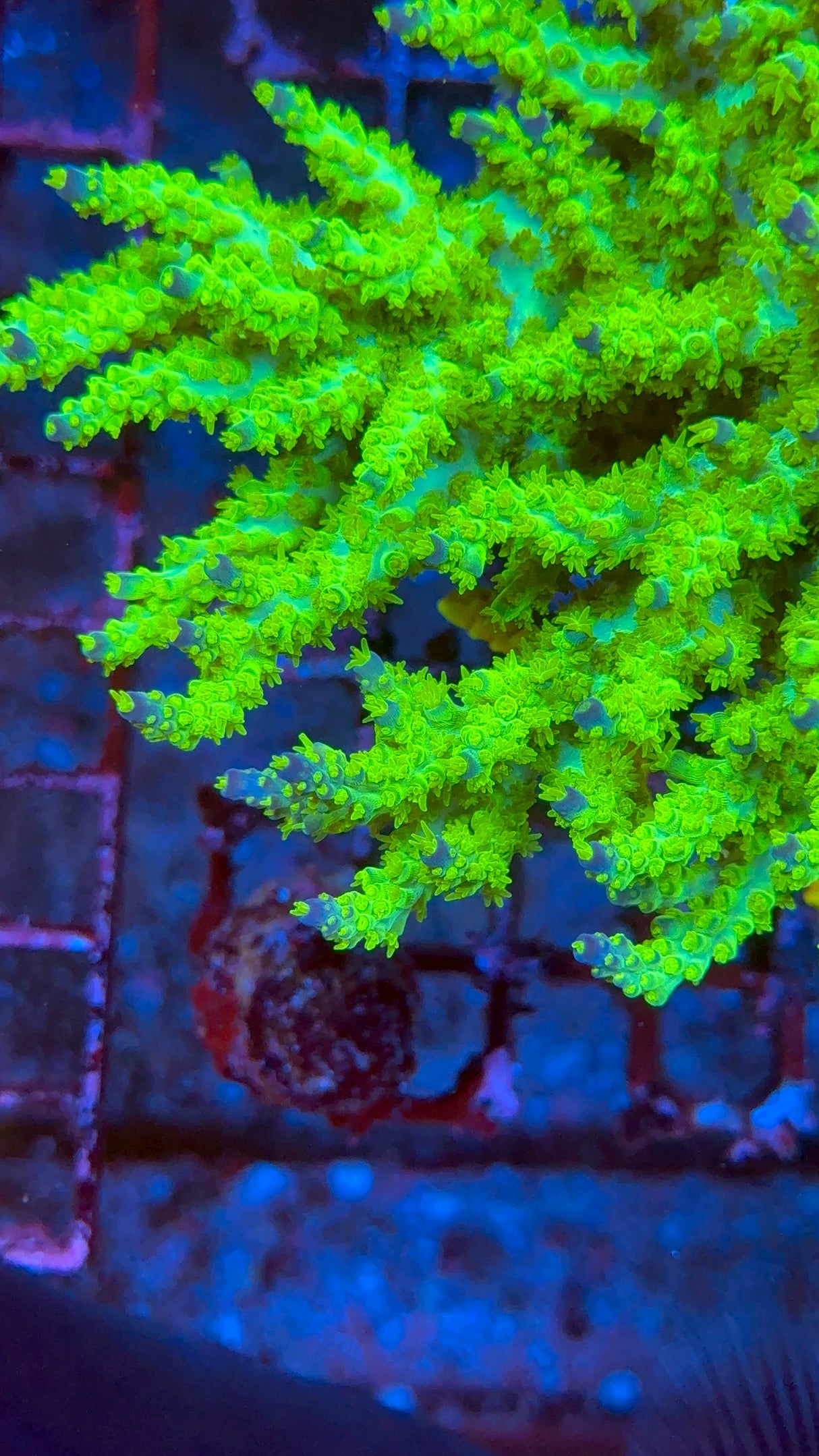 RR Marvin The Martian Frag