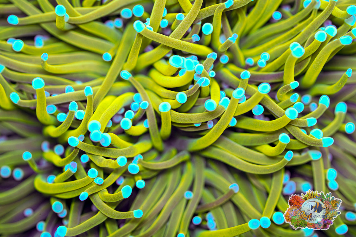 SUN GOD TORCH (CULTURED 3+ YEARS) INSANE COLOUR