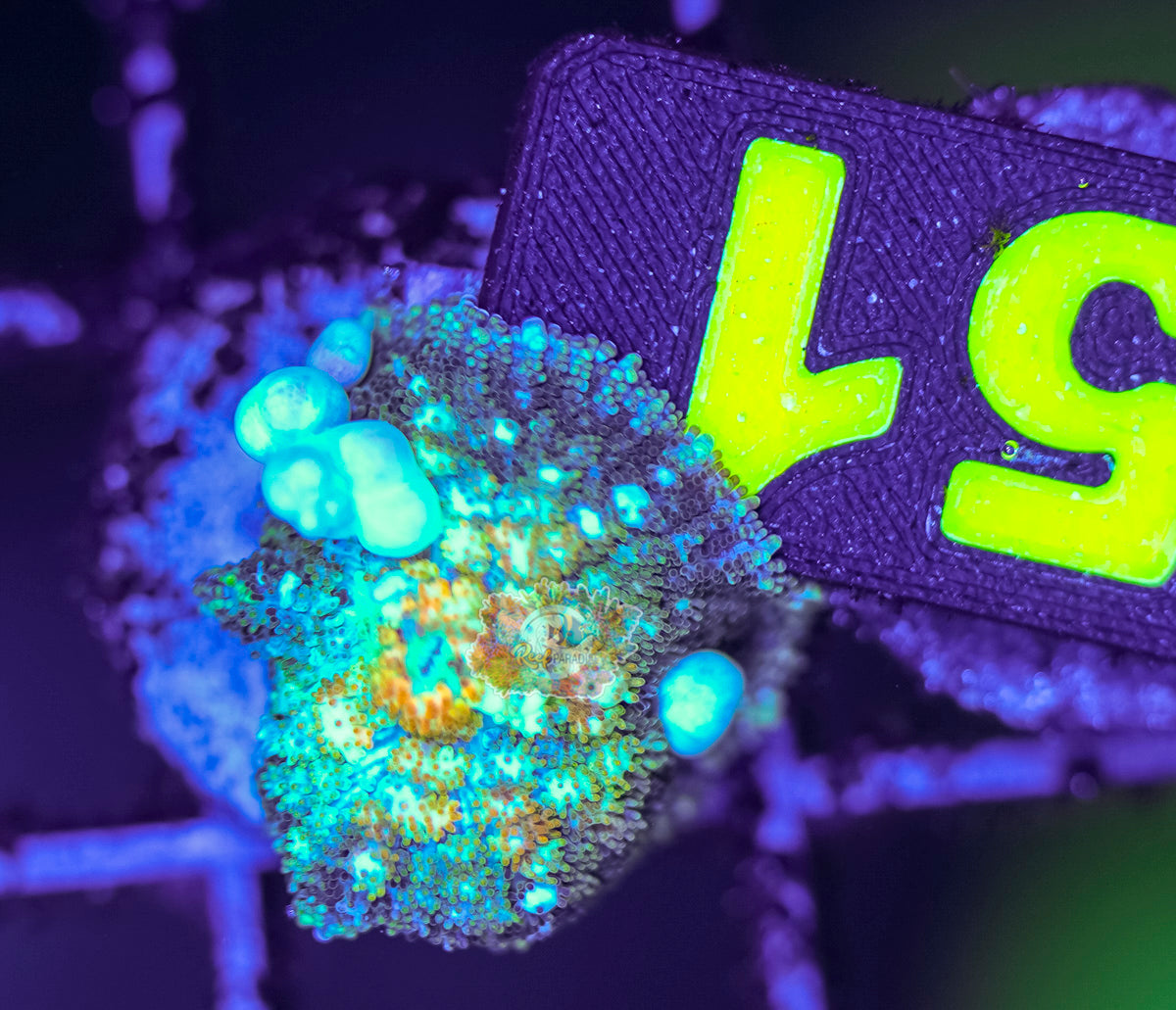 Powerball Bounce Mushroom