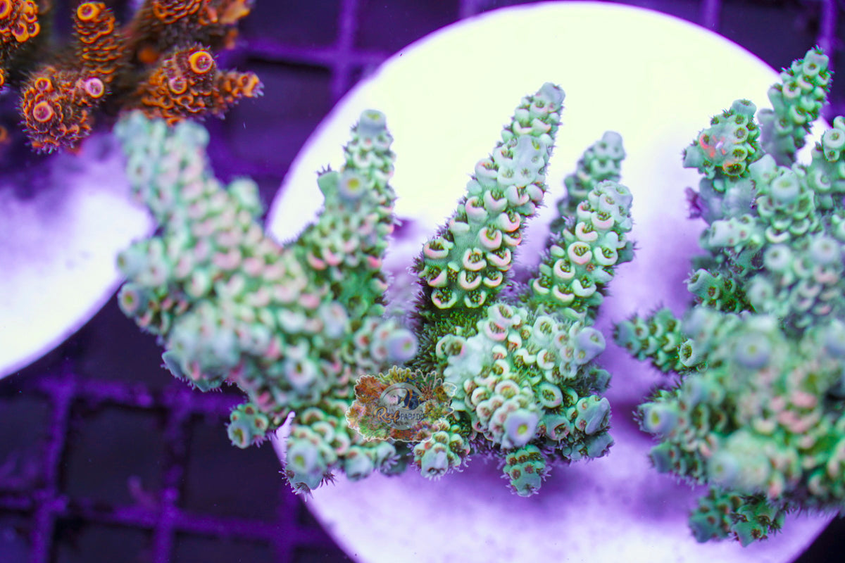 RP Sakura Fusion Acropora