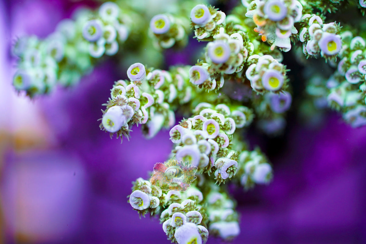 RP WinterGreen Acropora