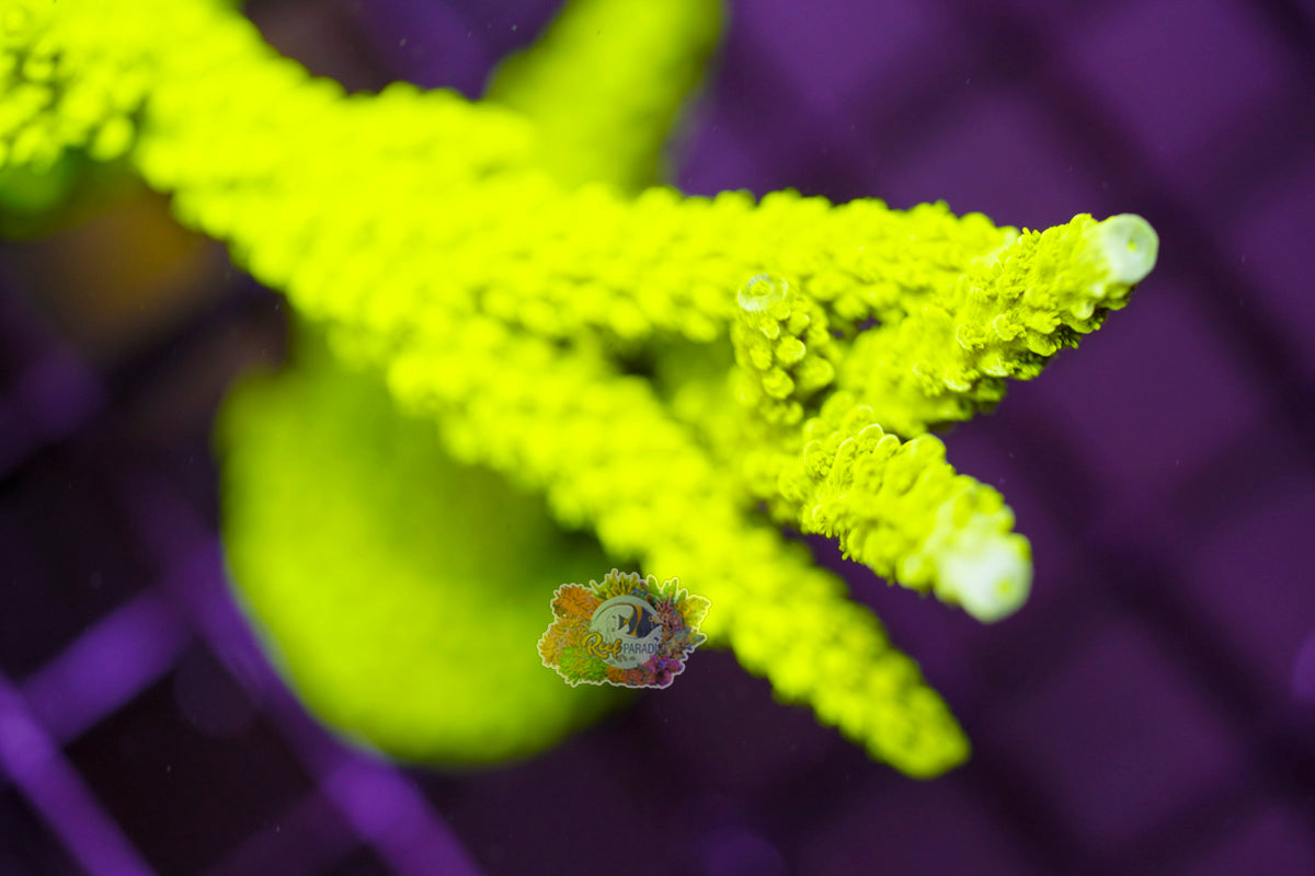 OG Bali Green Slimmer Acropora
