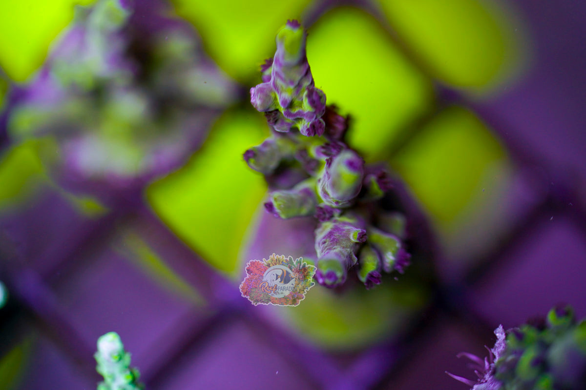 Miyagi Tort Acropora