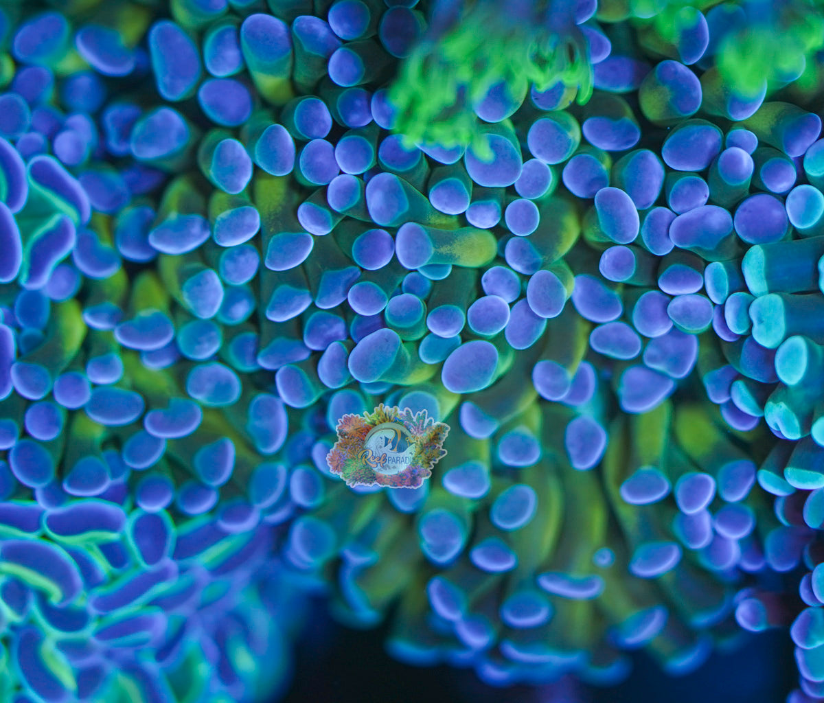 Gold Sapphire Hammer