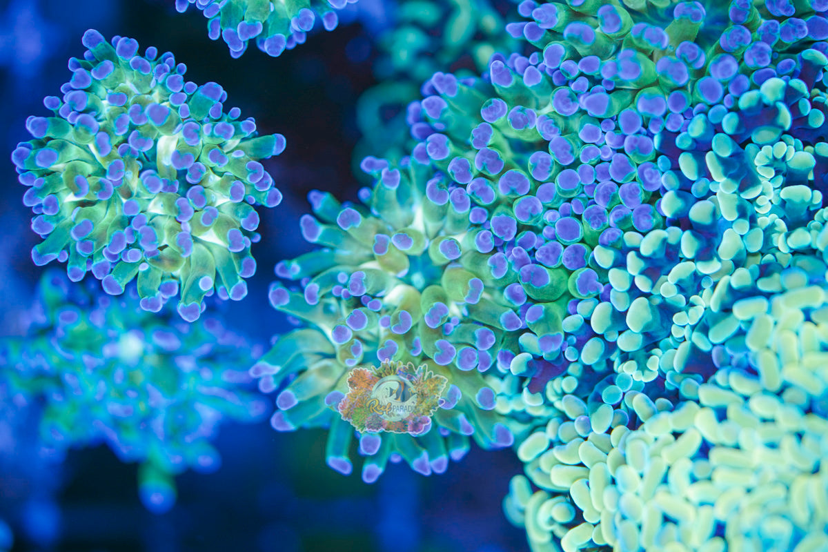 Golden Ember Frogpsawn