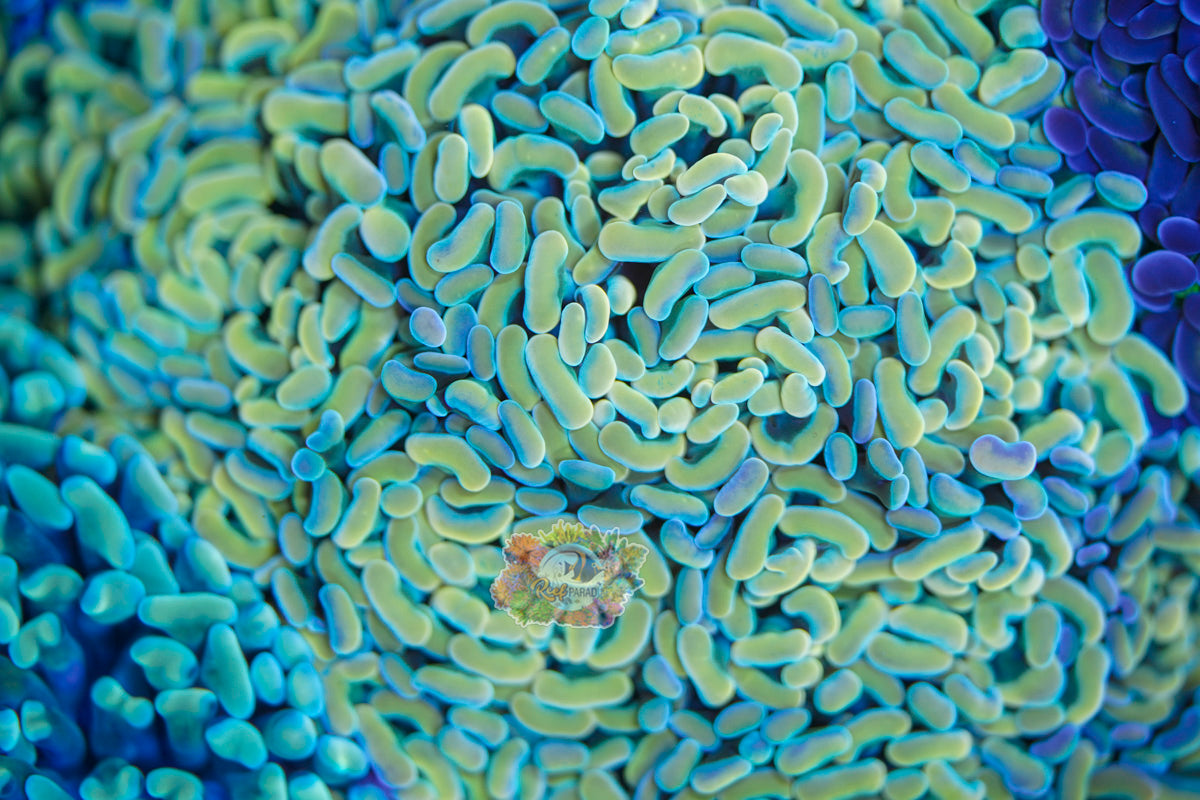 Mustard Green Hammer