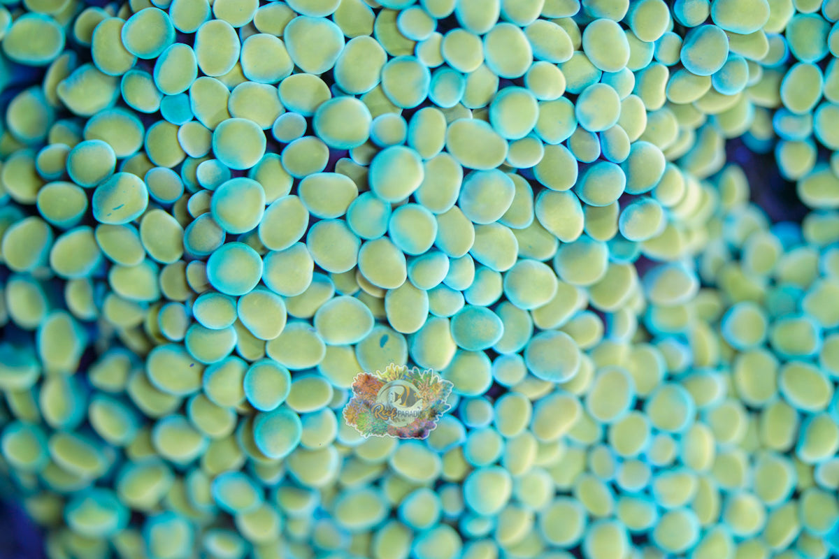 Peaches and Cream Hammer