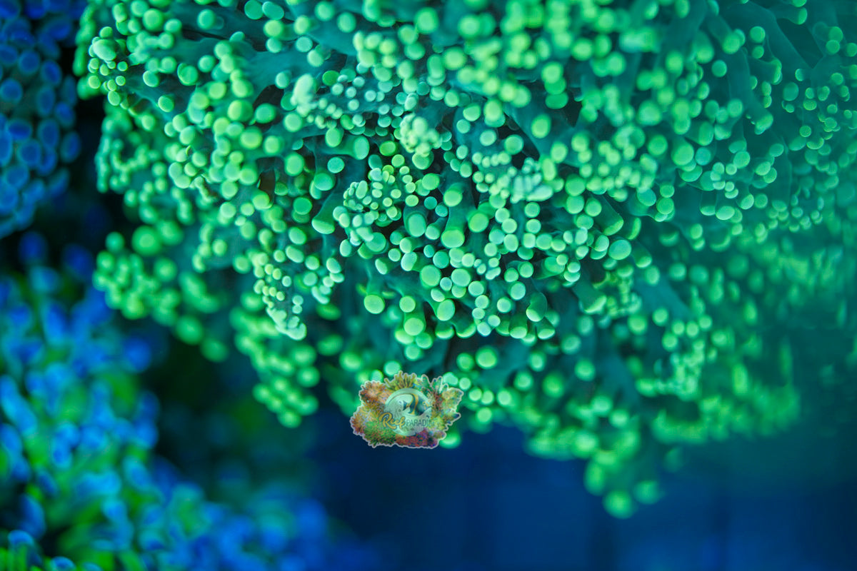 Neon Green Frogspawn