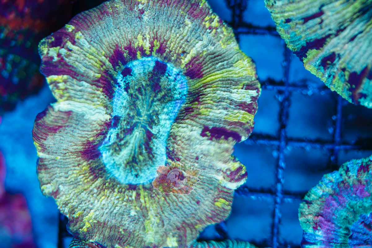 Rainbow Trachy WYSIWYG