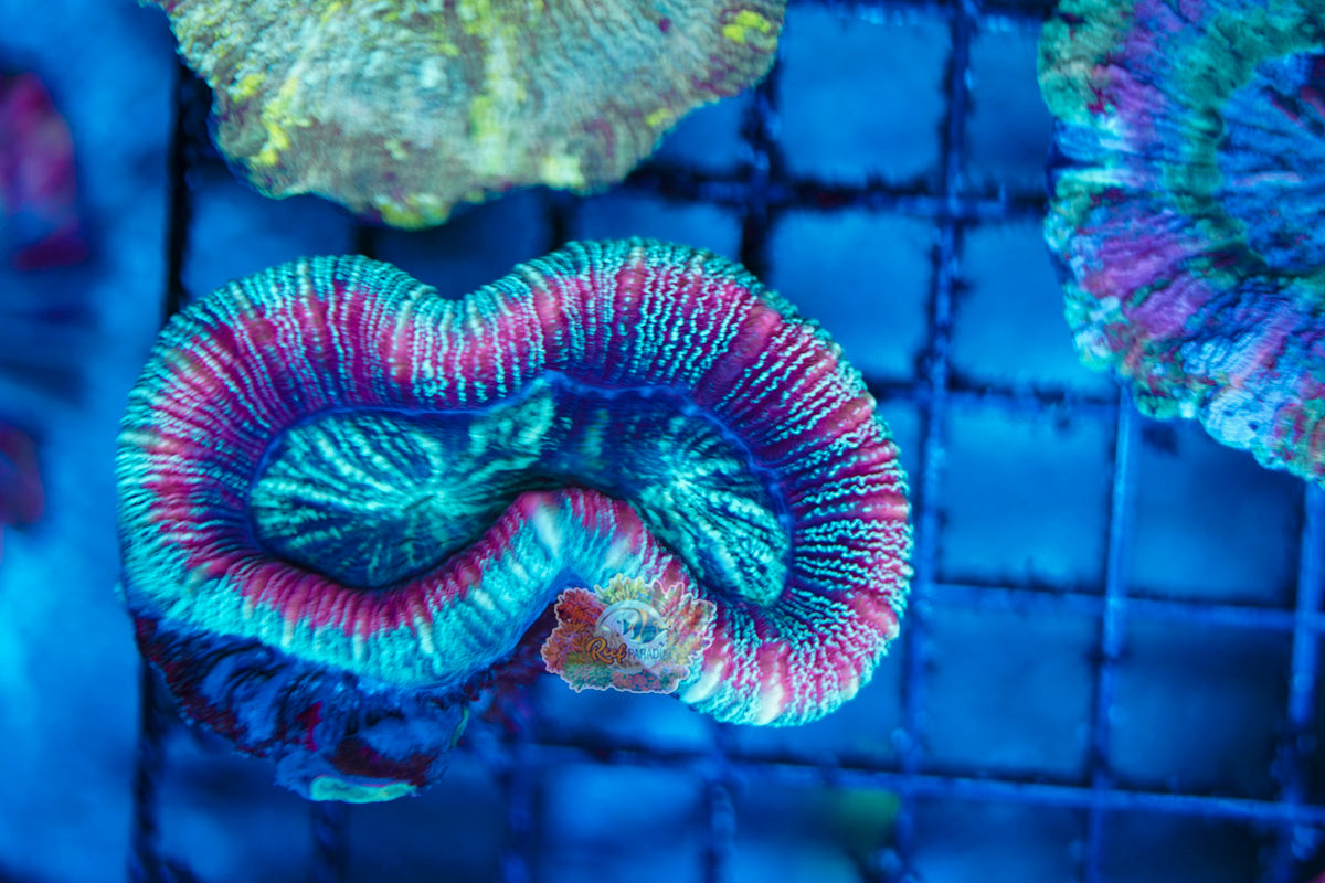 Rainbow Trachy WYSIWYG