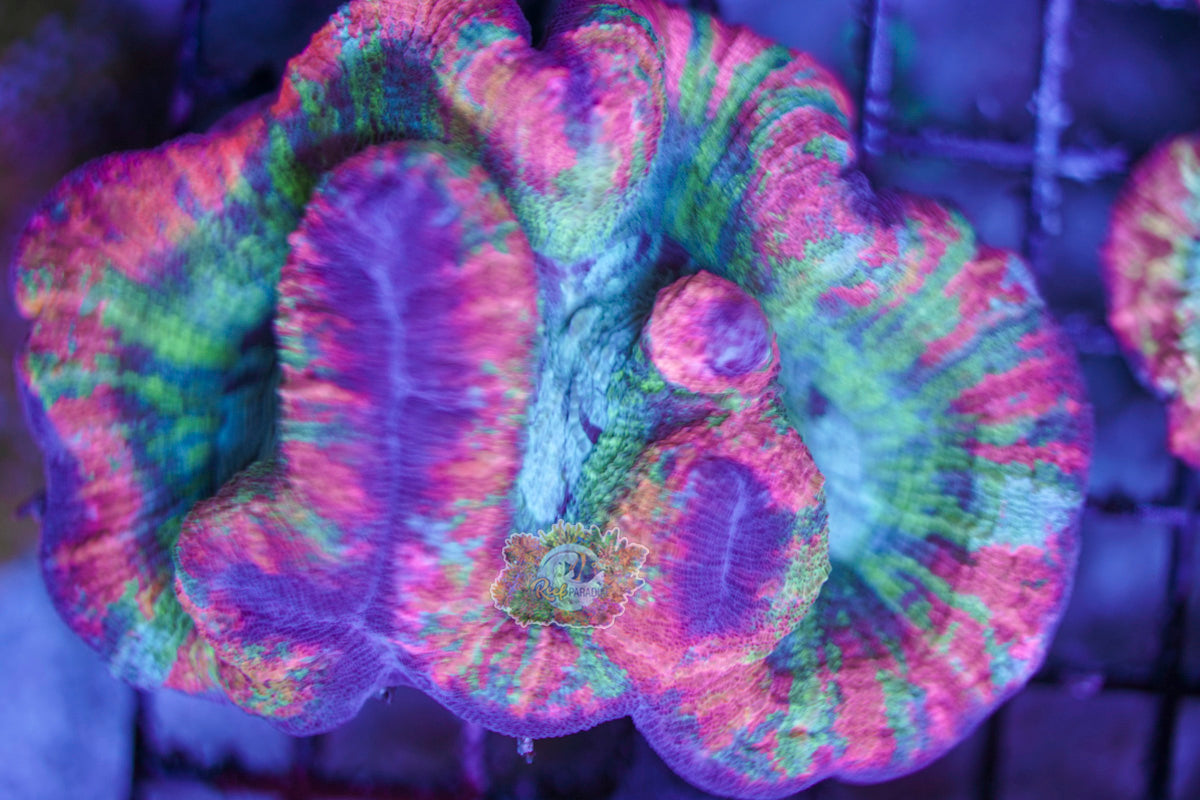 Rainbow Trachy WYSIWYG