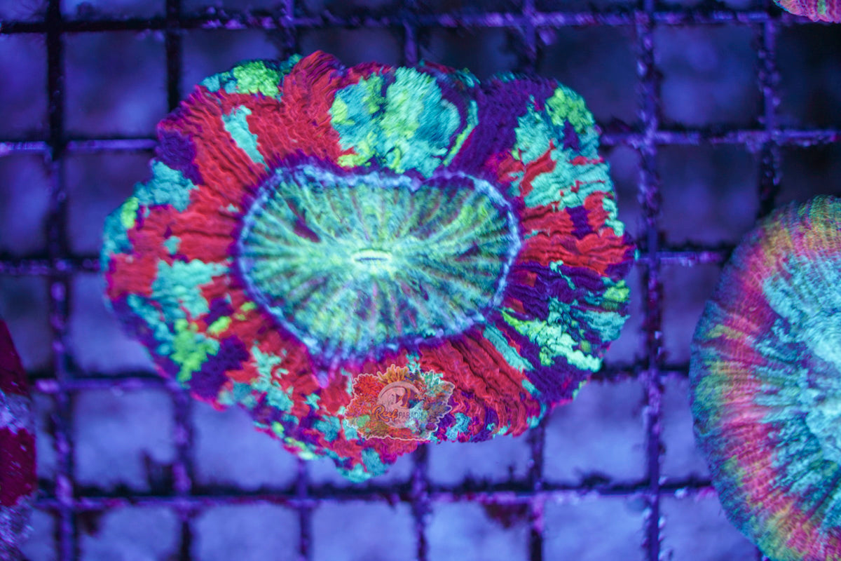 Rainbow Trachy WYSIWYG