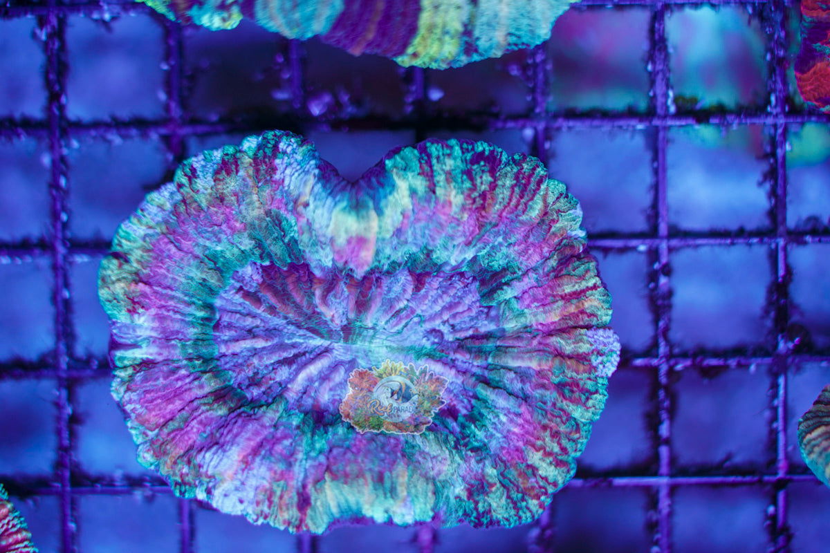 Rainbow Trachy WYSIWYG