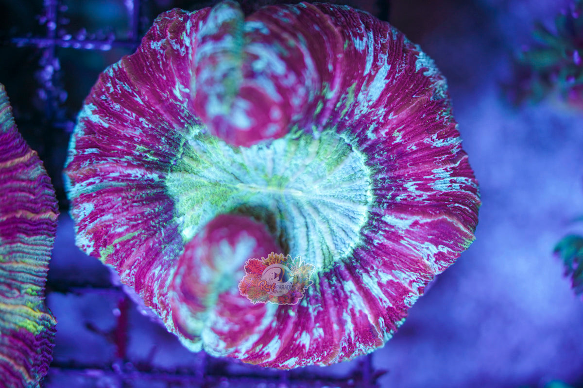 Rainbow Trachy WYSIWYG