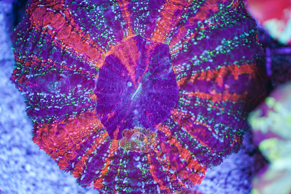 Rainbow Galaxy Acanthophylia WYSIWYG